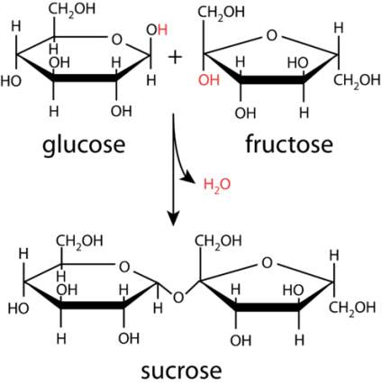 Biochemistry | Chemistry for Non-Majors